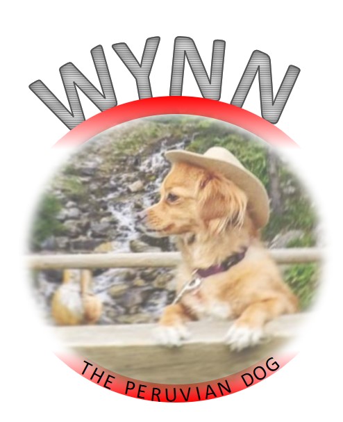 Wynn the Peruvian Dog